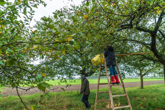 Person auf Leiter bei der Apfelernte