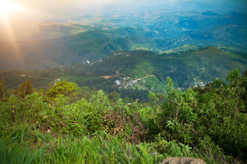 tea planation