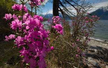 Obraz premium Russia. The South of Western Siberia, spring Mountain Altai. Blooming maralnik (Rhododendron) on the shore of lake Teletskoye.