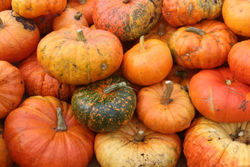 verschiedene Kürbisse