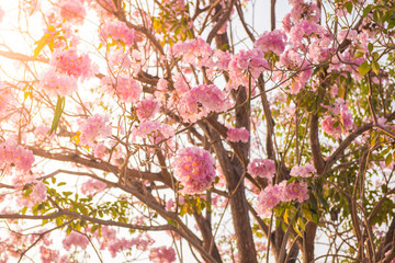 Tabebuia rosea is a Pink Flower neotropical tree