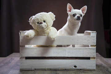 Chiwawa dal pelo bianco dentro una cassetta di legno con un orsacchiotto di peluche