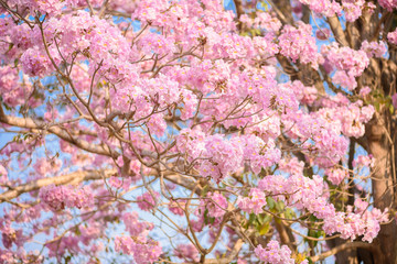 Tabebuia rosea is a Pink Flower neotropical tree