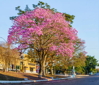 Pink trumpet tree in the city 