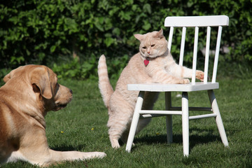 Cat and dog play on the lawn at a chair