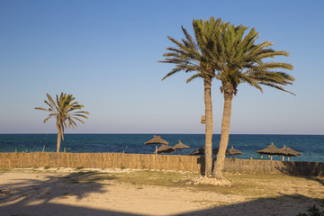 Sunset and palm trees, Djerba, Tunisia.