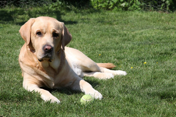 yellow labrador retriever lying on the grass after playing with his ball