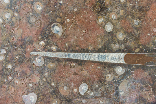 Fossilized polished stone with ammonites and belemnites as closeup