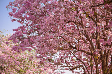 Tabebuia rosea is a Pink Flower neotropical tree