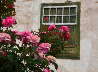 Fototapeta na wymiar View of Vilaflor mountain village with beautiful blooming roses in the foreground in Tenerife,Canary Islands,Spain.Selective focus.