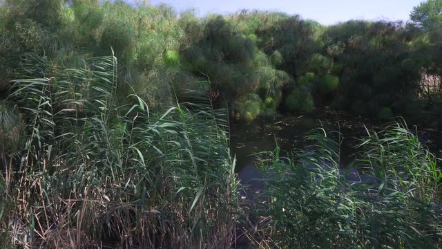 Papyrus on the river
