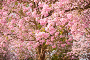 Tabebuia rosea is a Pink Flower neotropical tree