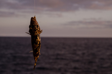 One Sea Fish Hooked