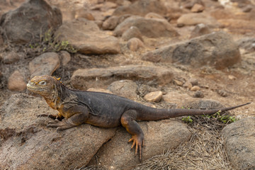 Galapagos Land Lguana (Conolophus subcristatus) in Galapagos Isl