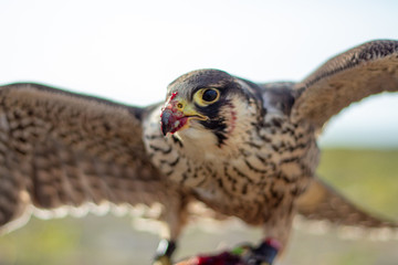 Falcon Eating