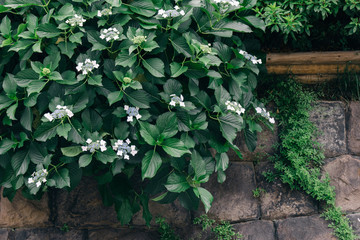 White hydrangea　