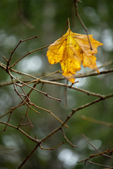 Fototapeta na wymiar Last Autumn Leaf