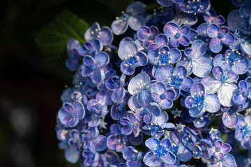 Blue hydrangea　