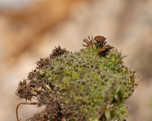 Shield Bug, Graphosoma Lineatum