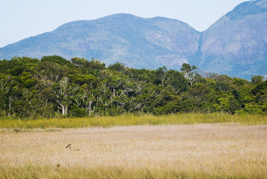 Gray brocket photographed in Guarapari, Espírito Santo - Southeast of Brazil. Atlantic Forest Biome. Picture made in 2007