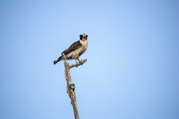  Laughing Falcon photographed in Guarapari, Espírito Santo - Southeast of Brazil. Atlantic Forest Biome. Picture made in 2007.
