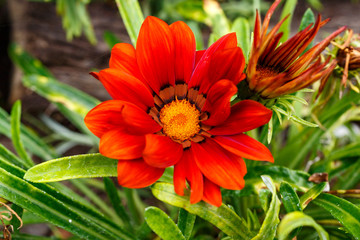 Close view of an beautiful orange and yellow daisy flower