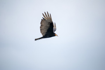 Lesser Yellow-headed Vulture photographed in Guarapari, Espírito Santo - Southeast of Brazil. Atlantic Forest Biome. Picture made in 2007.
