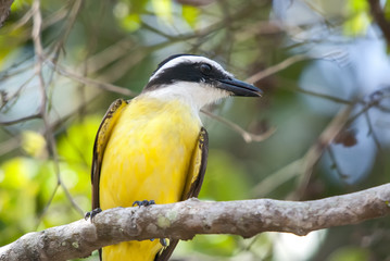 Great Kiskadee photographed in Guarapari, Espírito Santo - Southeast of Brazil. Atlantic Forest Biome. Picture made in 2007.