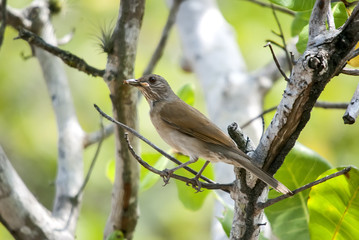 Pale-breasted Thrush photographed in Guarapari, Espírito Santo - Southeast of Brazil. Atlantic Forest Biome. Picture made in 2007.