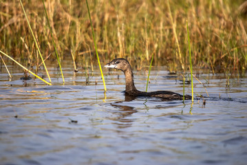 Pied-billed Grebe photographed in Guarapari, Espírito Santo - Southeast of Brazil. Atlantic Forest Biome. Picture made in 2007.