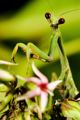 Praying mantis photographed in Guarapari, Espírito Santo - Southeast of Brazil. Atlantic Forest Biome. Picture made in 2007.