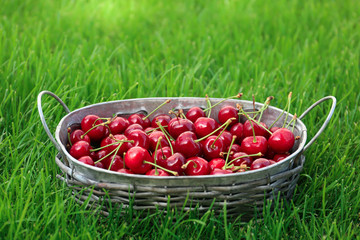 Basket with sweet ripe cherries on green grass