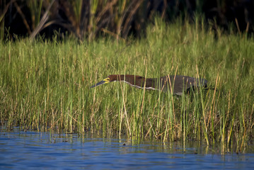 Rufescent Tiger-Heron photographed in Guarapari, Espírito Santo - Southeast of Brazil. Atlantic Forest Biome. Picture made in 2007.
