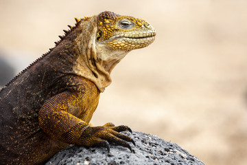 Galapagos Land Lguana (Conolophus subcristatus) in Galapagos Isl