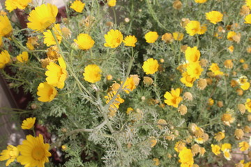 yellow flowers
