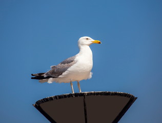 Seagull in the background of the sky