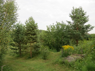 Forest. (The Vast Russia! Sergey, Bryansk.)