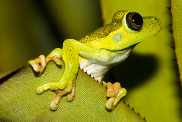 White-banded tree frog photographed in Guarapari, Espírito Santo - Southeast of Brazil. Atlantic Forest Biome. Picture made in 2007.