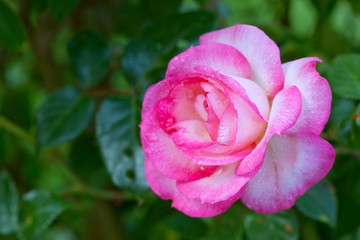 Pink rose in the summer garden.