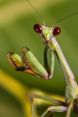 Praying mantis photographed in Guarapari, Espírito Santo - Southeast of Brazil. Atlantic Forest Biome. Picture made in 2007.