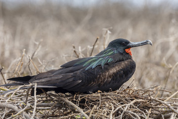 Great Frigatebird (Fregata minor) in Galapagos Islands, Ecuador