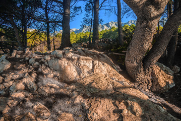Coniferous pine forest on a summer evening.