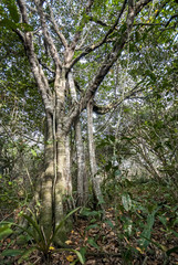 Forest Landscape photographed in Guarapari, Espírito Santo - Southeast of Brazil. Atlantic Forest Biome. Picture made in 2007.