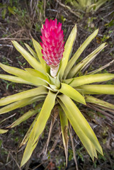 Fototapeta premium Bromeliad photographed in Guarapari, Espírito Santo - Southeast of Brazil. Atlantic Forest Biome. Picture made in 2007.