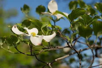 white tree flowers