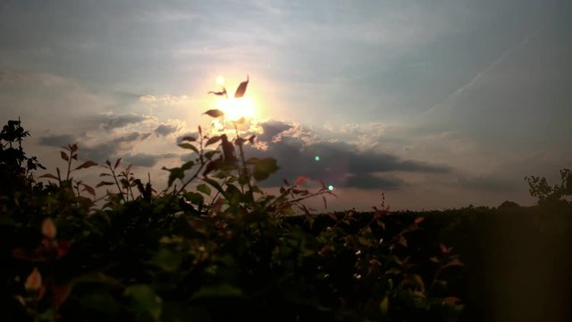 Sunset over a bush