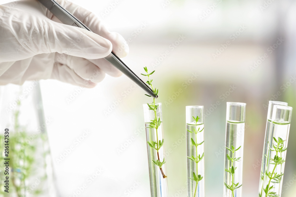 Wall mural laboratory worker holding test tube with tweezers, closeup