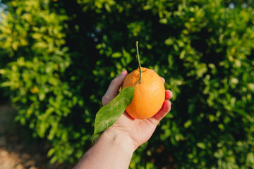 Man's hand holding an orange in an orange grove, Morocco