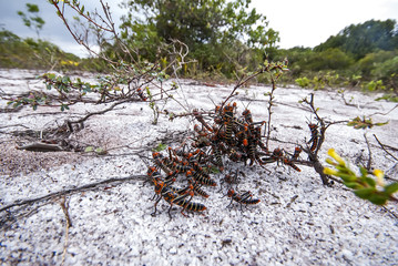 Grasshopper  photographed in Guarapari, Espírito Santo - Southeast of Brazil. Atlantic Forest Biome. Picture made in 2007.