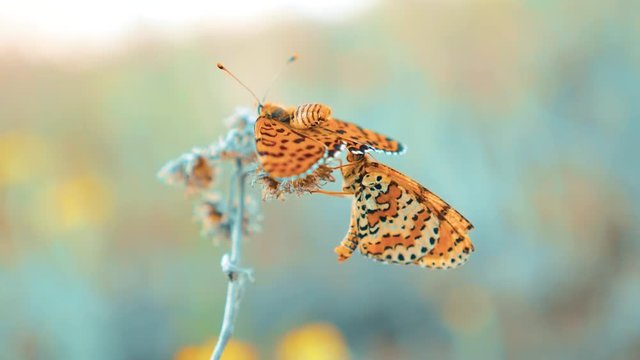 two butterflies mate. Large Tortoiseshell, Nymphalis polychloros butterfly. brown butterfly sits on a slow motion lifestyle video. butterfly on nature concept